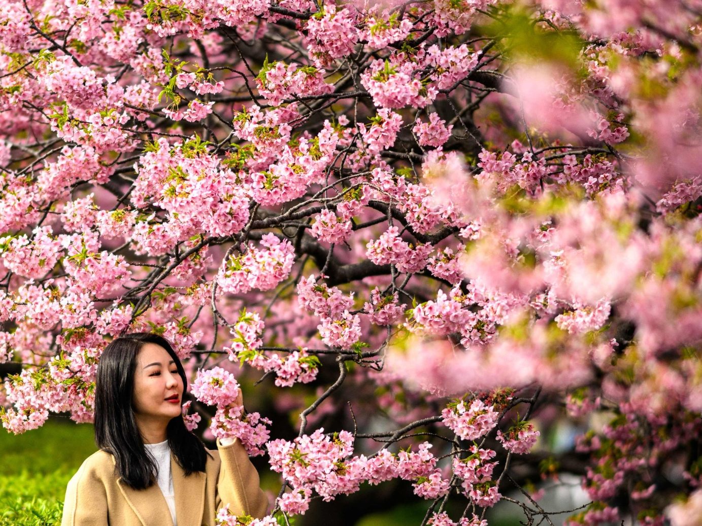 Kirschblütenzeit in Japan