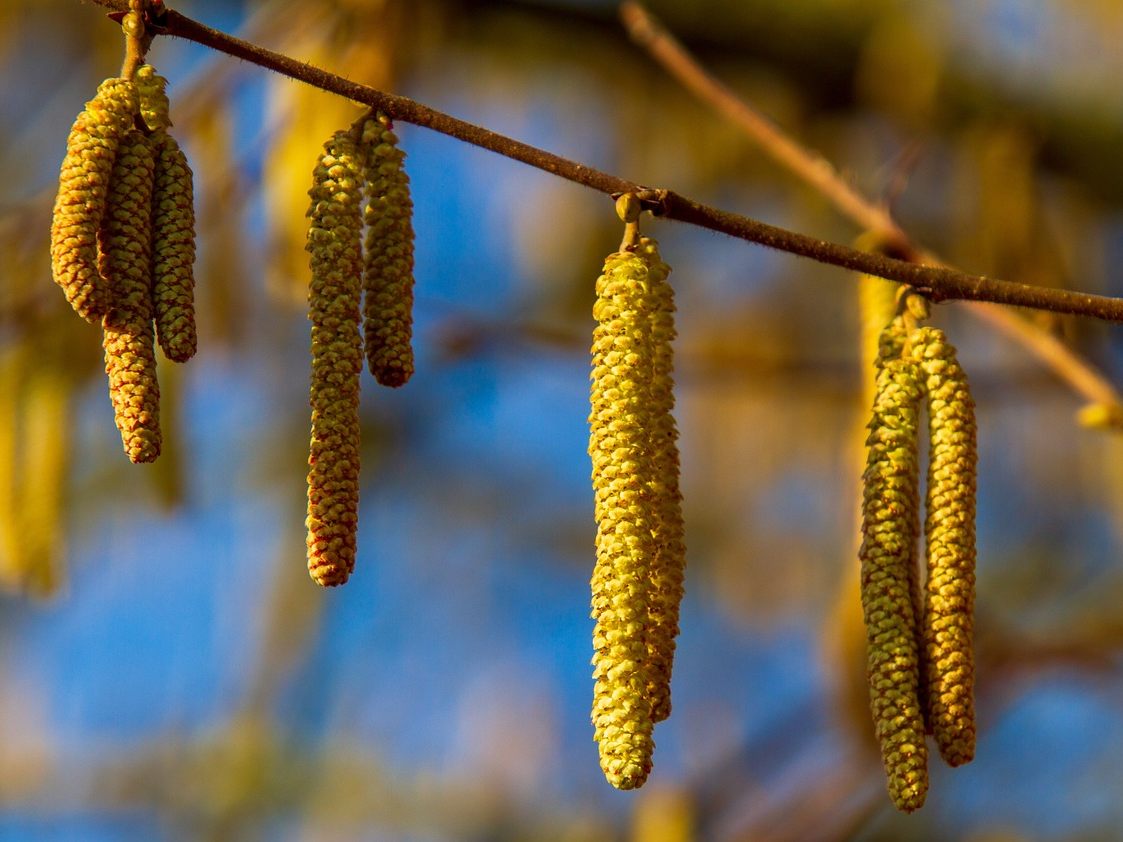 Der warme Februar sorgt für einen Trend zu frühen Blühzeiten. Der warme Februar sorgt für einen Trend zu frühen Blühzeiten.