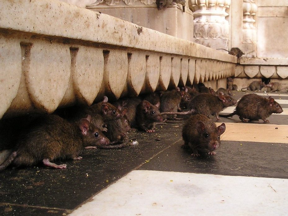 Eine erhöhte Anzahl an Rattensichtungen in Wien wird gemeldet.