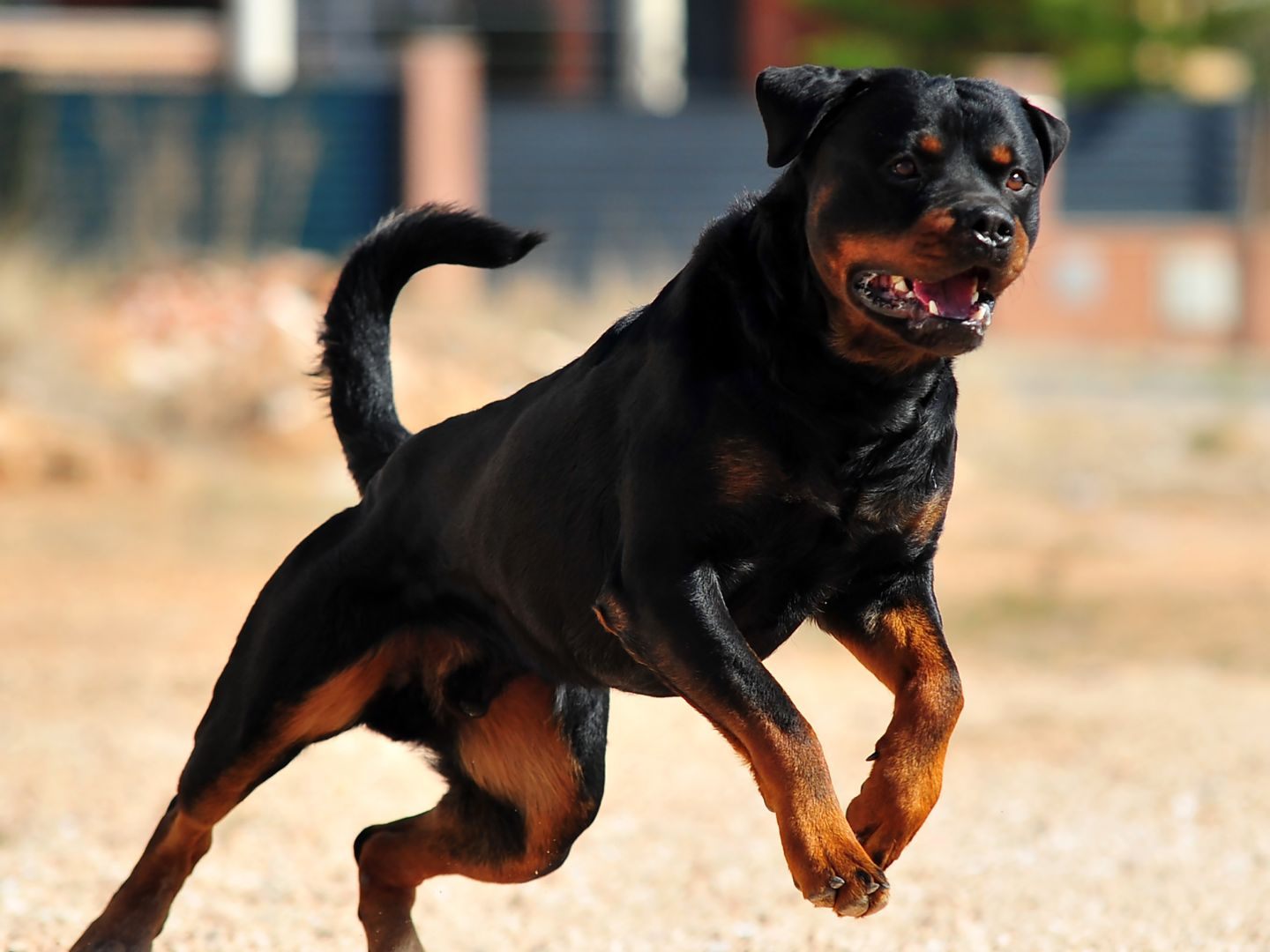 Hunde waren aus einem Haus in der Nähe entlaufen