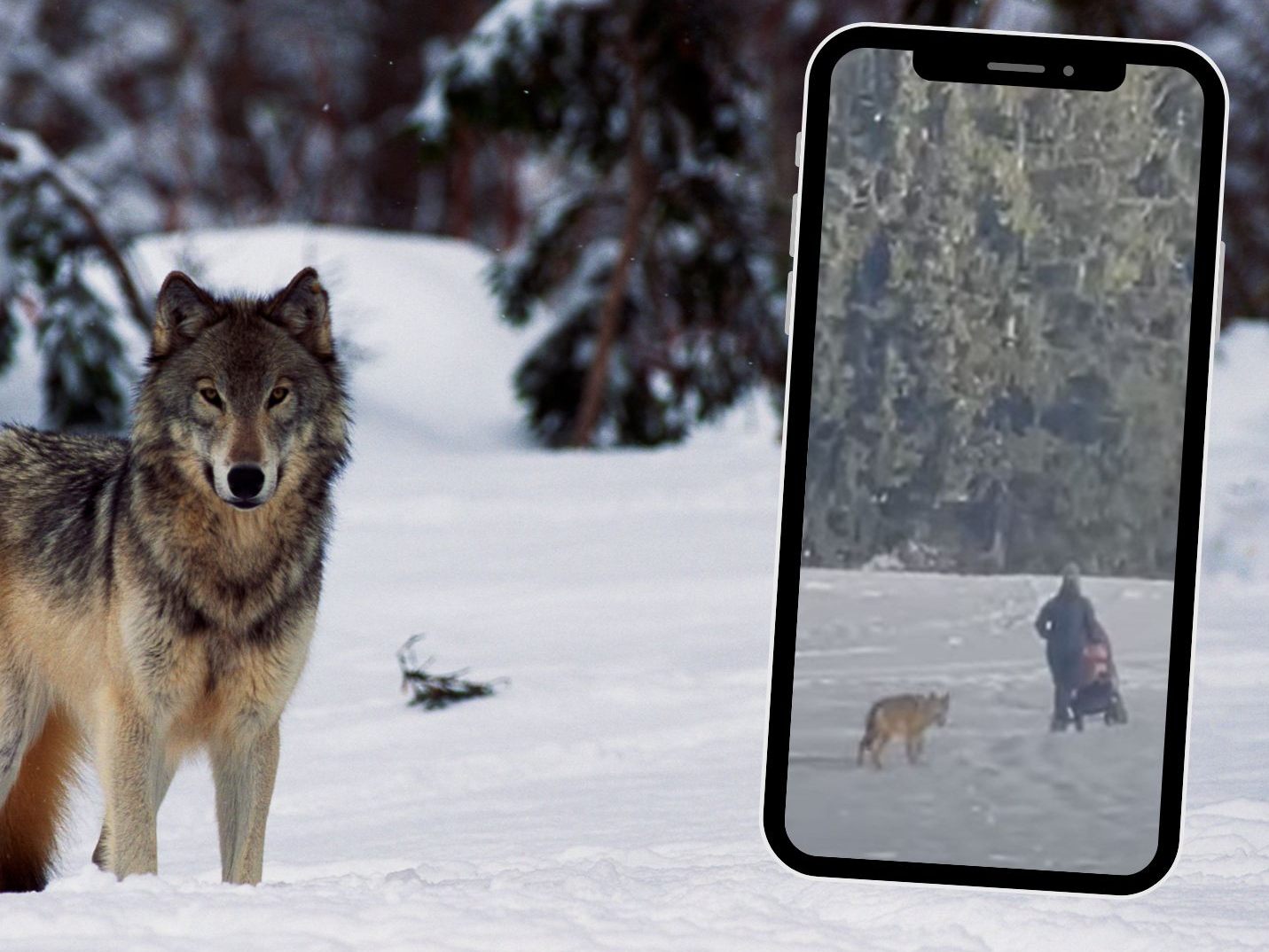 Wolf folgt Kinderwagen: Video sorgt für Diskussionen.