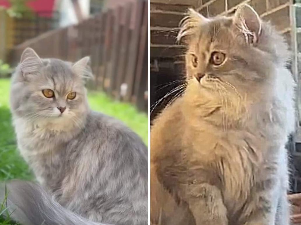 Perserkatze Hira (1 Jahr alt)