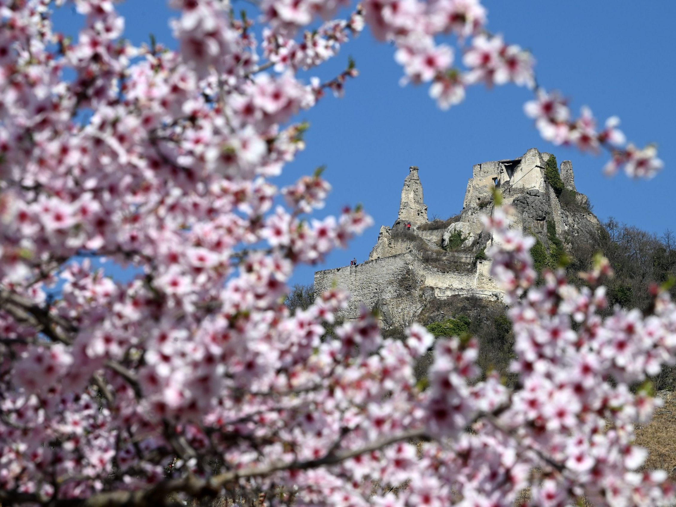 Marillenblüte in der Wachau: Der Beginn der Vollblüte wird laut der Donau Niederösterreich Tourismus GmbH für Ende der Woche erwartet. Im Bild: Die Burgruine Dürnstein im Jahr 2022. Marillenblüte in der Wachau: Der Beginn der Vollblüte wird laut der Donau Niederösterreich Tourismus GmbH für Ende der Woche erwartet. Im Bild: Die Burgruine Dürnstein im Jahr 2022.