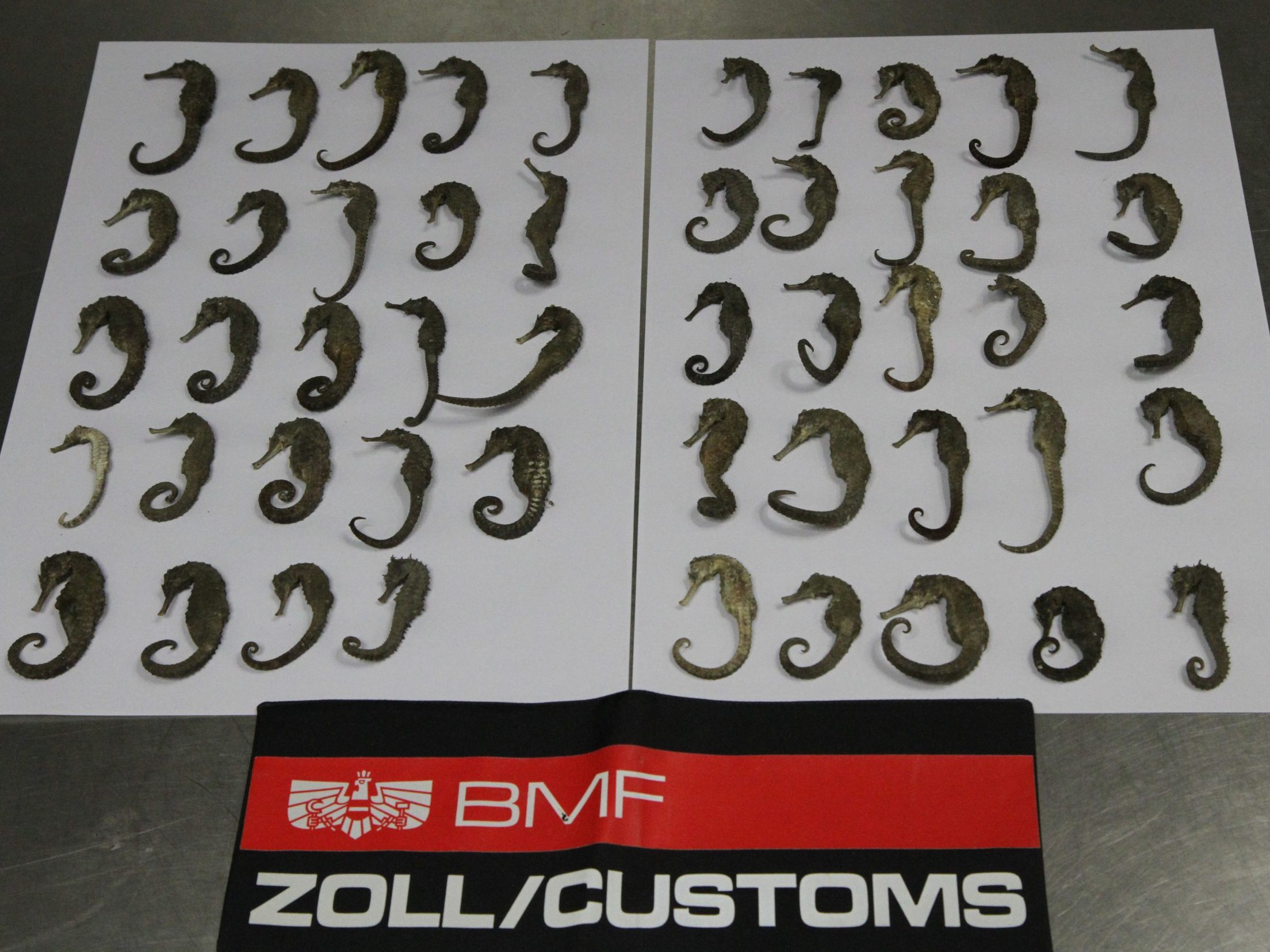 Dem Zoll gingen im Vorjahr auch zahlreiche geschmuggelte Tiere ins Netz.