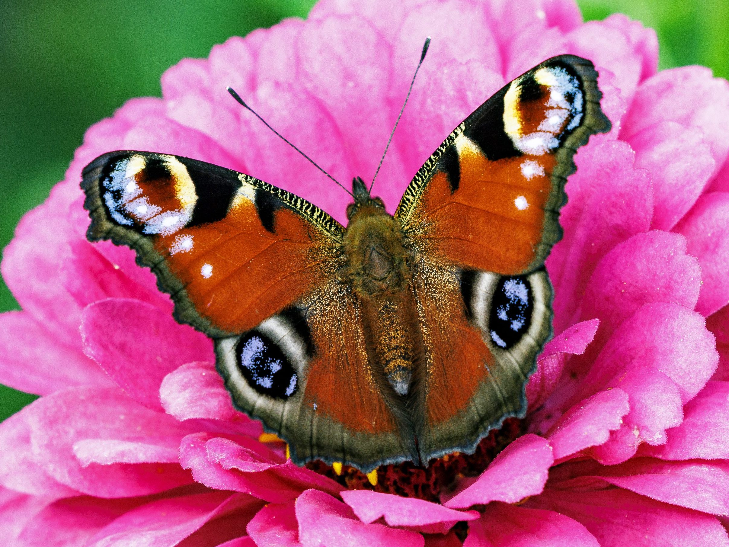 Das Tagpfauenauge darf sich über die Wahl zum Schmetterling des Jahres freuen.