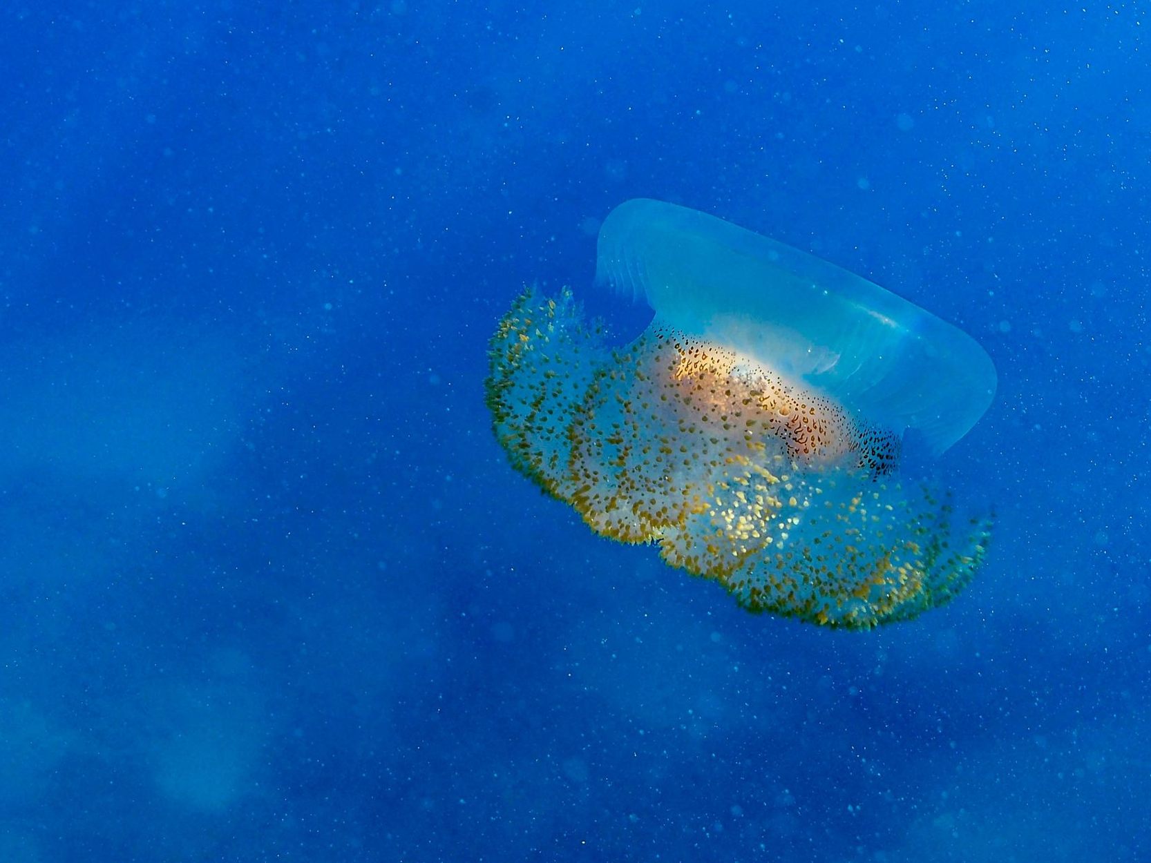 In einem Schweizer Bergsee wurden Süßwasserquallen entdeckt.
