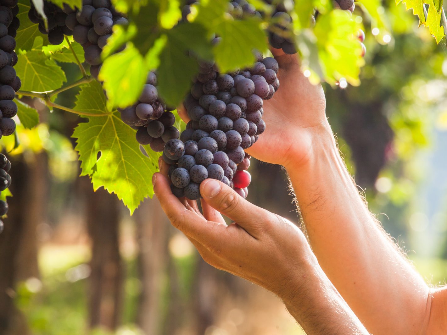 Im Vorjahr ist die Weinernte um 8 Prozent gesunken.