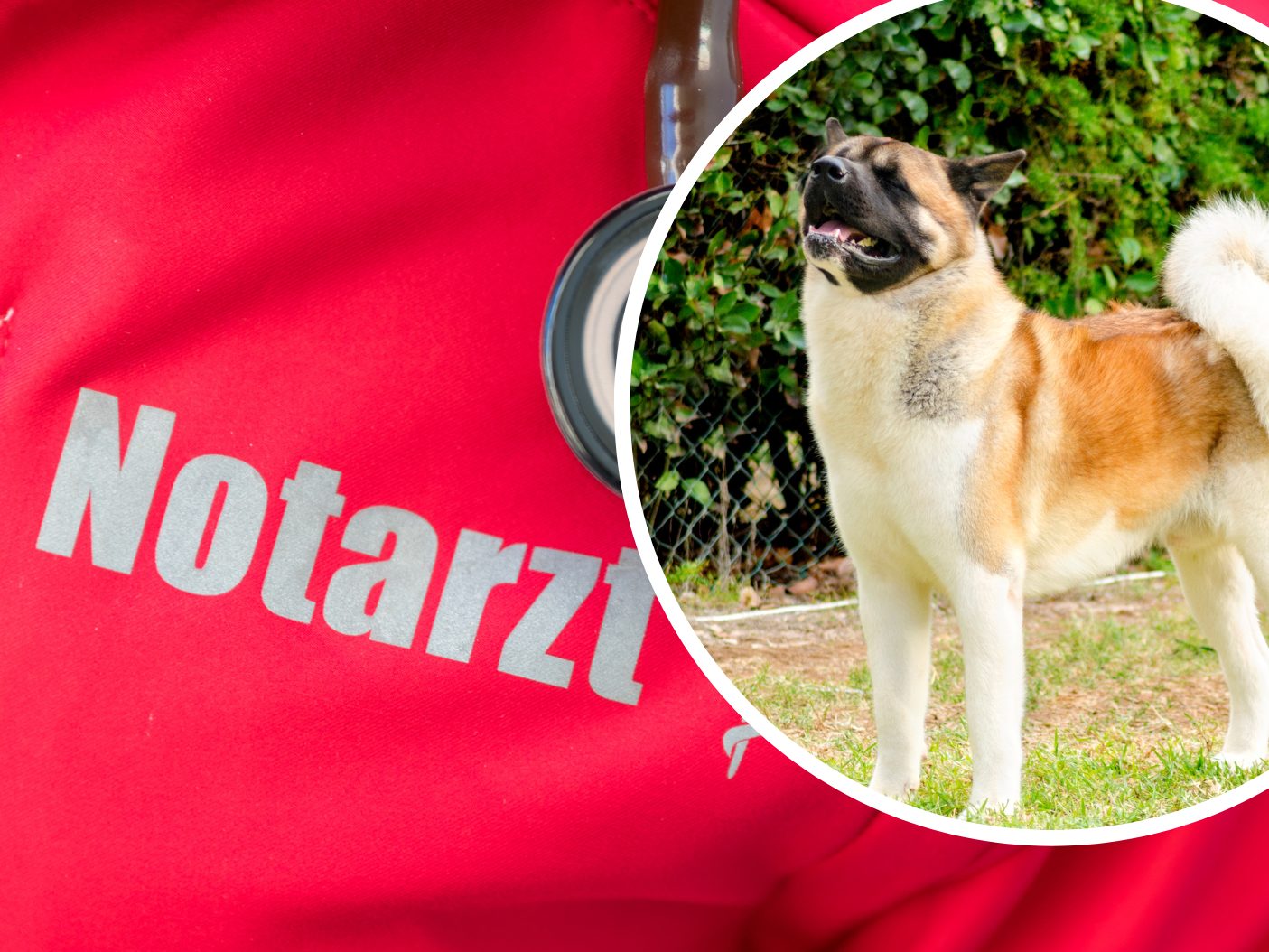In OÖ gab es wieder einen Zwischenfall mit einem Hund. In OÖ gab es wieder einen Zwischenfall mit einem Hund.