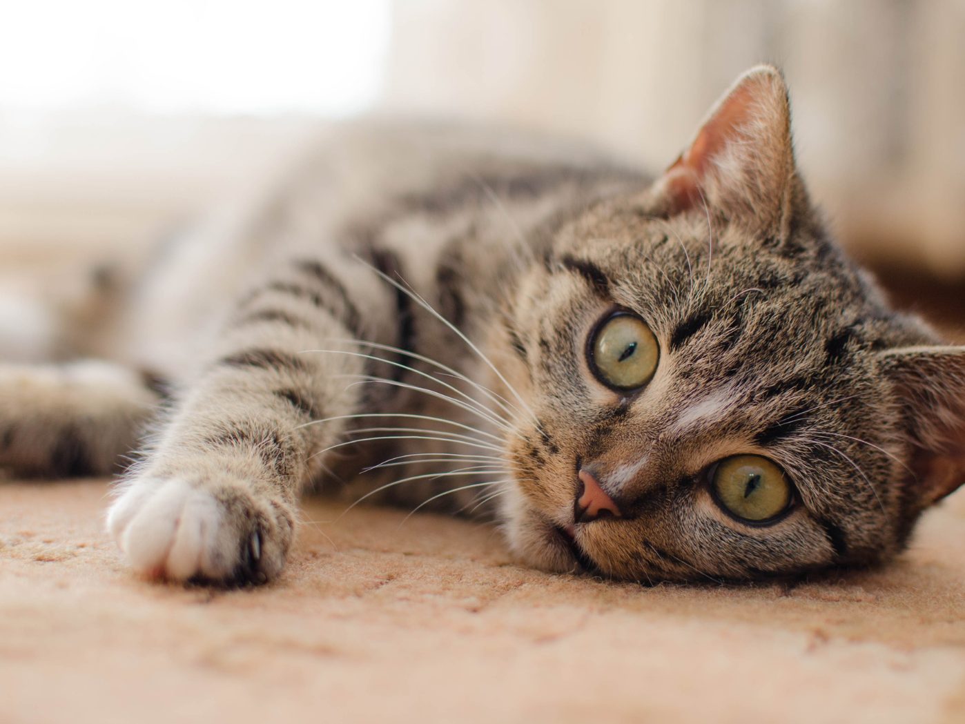 Diese Dinge sind für deine Katze unverzeihlich.