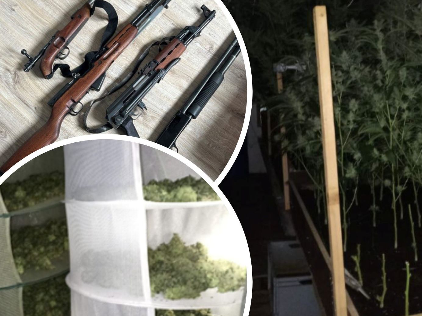 In NÖ wurden zwei Cannabis-Anlagen sichergestellt und drei Personen festgenommen. In NÖ wurden zwei Cannabis-Anlagen sichergestellt und drei Personen festgenommen.