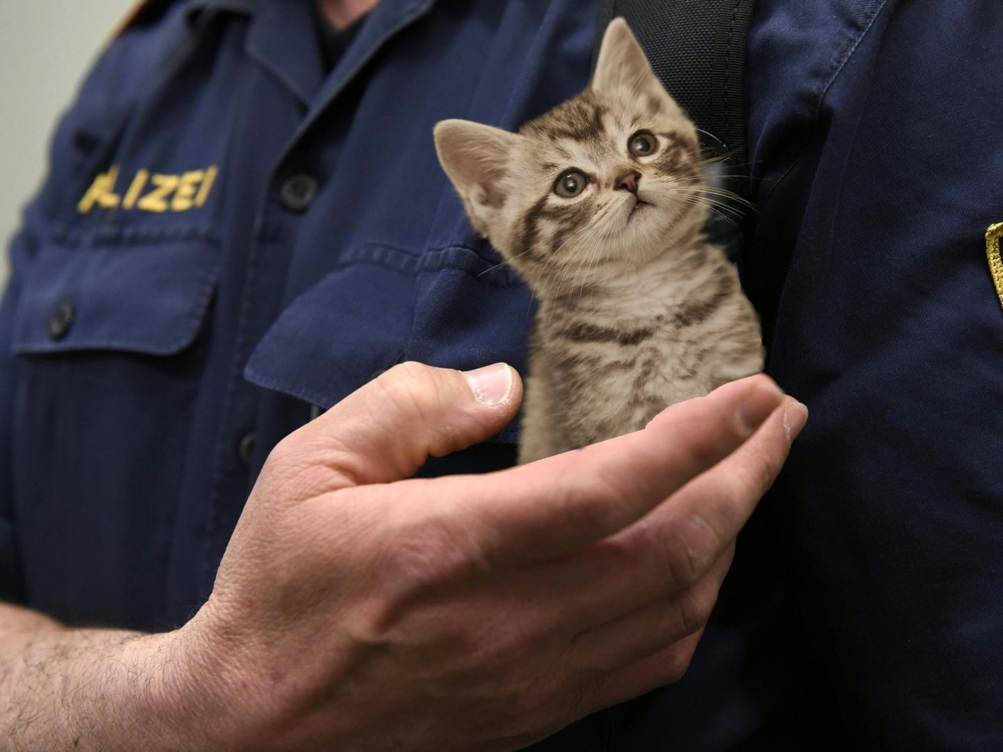 Ein kleines Kätzchen auf der Hand eines Wiener Polizisten.