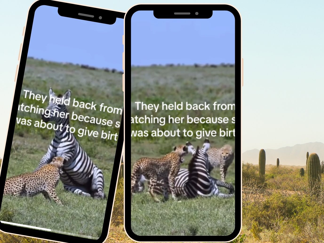Geparden halten sich plötzlich vor Angriff auf Zebra zurück Geparden halten sich plötzlich vor Angriff auf Zebra zurück
