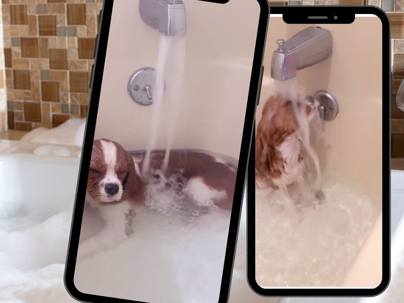 Der kleine Hund liebt seine Badezeit Der kleine Hund liebt seine Badezeit