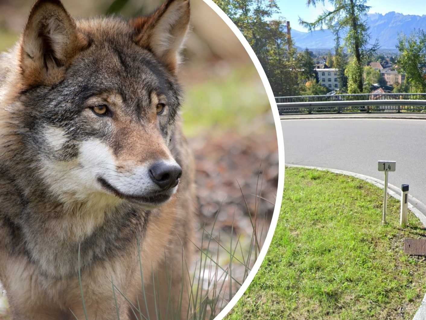 Hier soll ein Wolf gesichtet worden sein. Hier soll ein Wolf gesichtet worden sein.