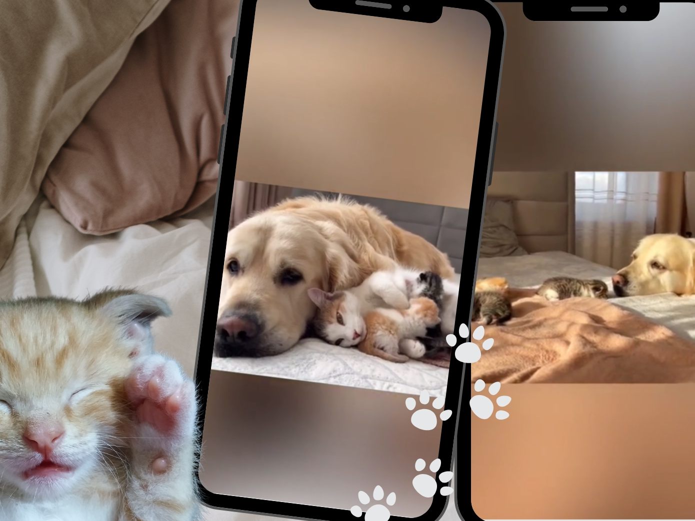Zuckersüßes TikTok