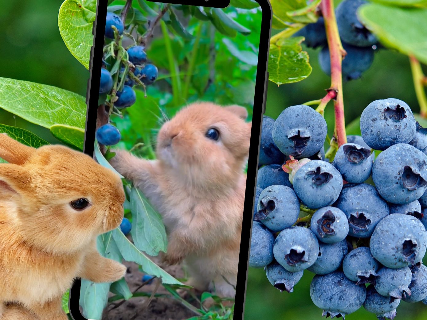 Kaninchen gönnt sich leckere Blaubeeren