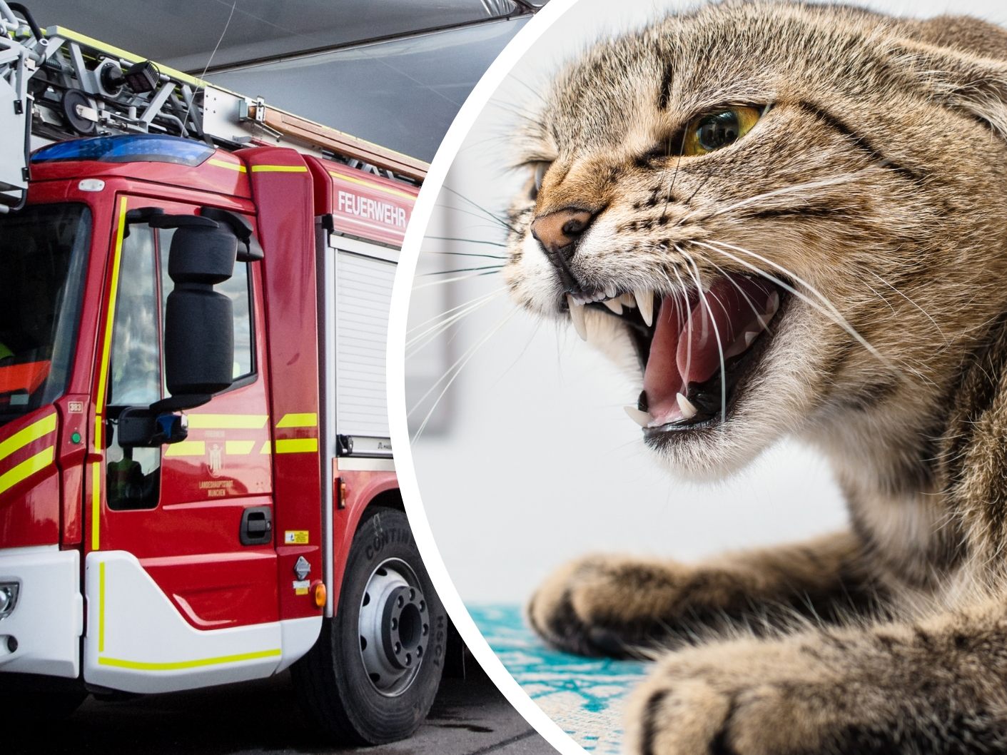Eine Katze verletzte bei einem Rettungseinsatz drei Feuerwehrleute. (Symbolbild)