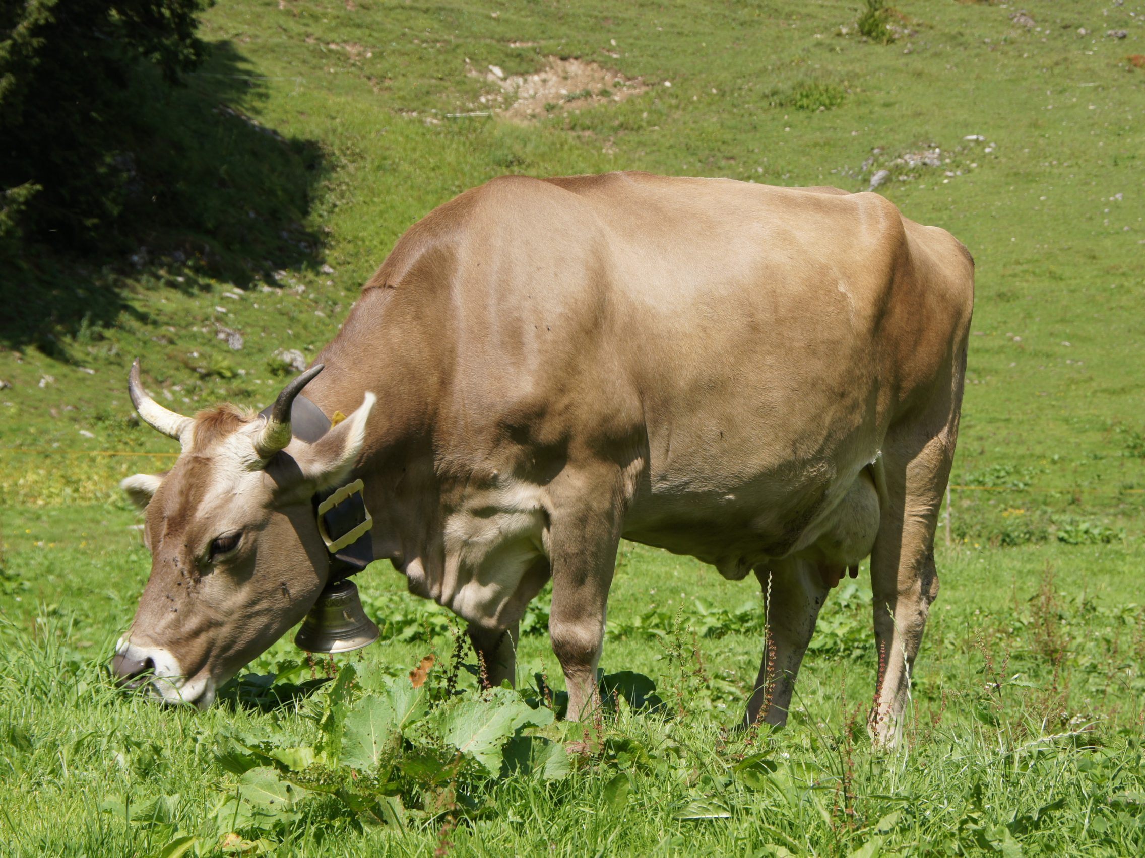 Infoabend zum Thema „Milch aus Österreich – Europameister der Umweltverträglichkeit?“ Infoabend zum Thema „Milch aus Österreich – Europameister der Umweltverträglichkeit?“