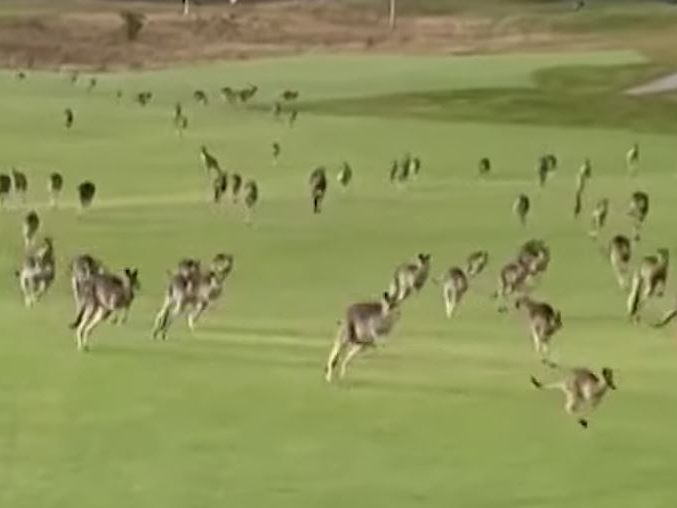 Tierischer Besuche auf Golfplatz