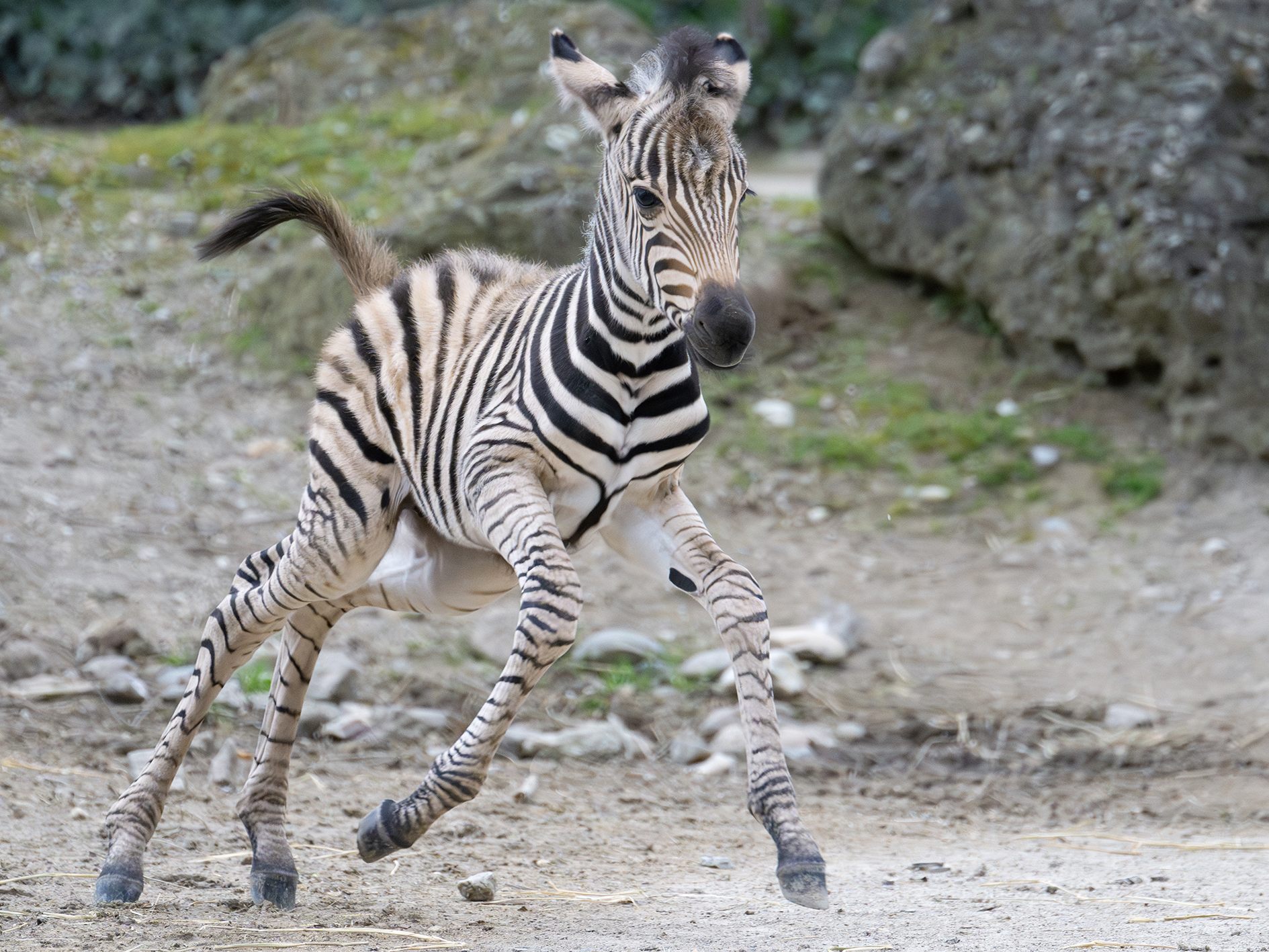 Die beiden Zebra-Babys sind bereits flott auf der Außenanlage unterwegs.