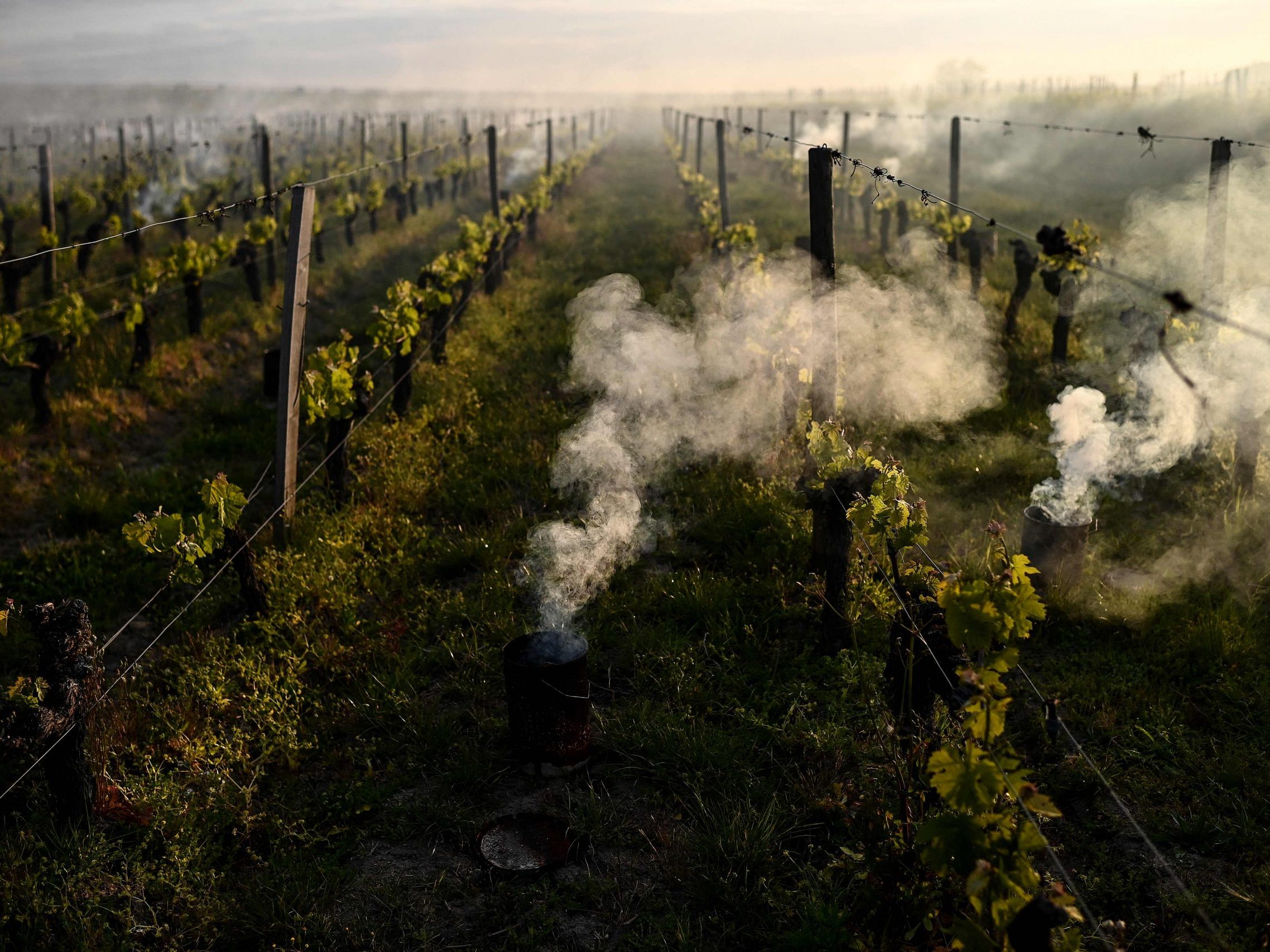 "Hotspot" für Schäden durch Spätfrost war die Steiermark. "Hotspot" für Schäden durch Spätfrost war die Steiermark.
