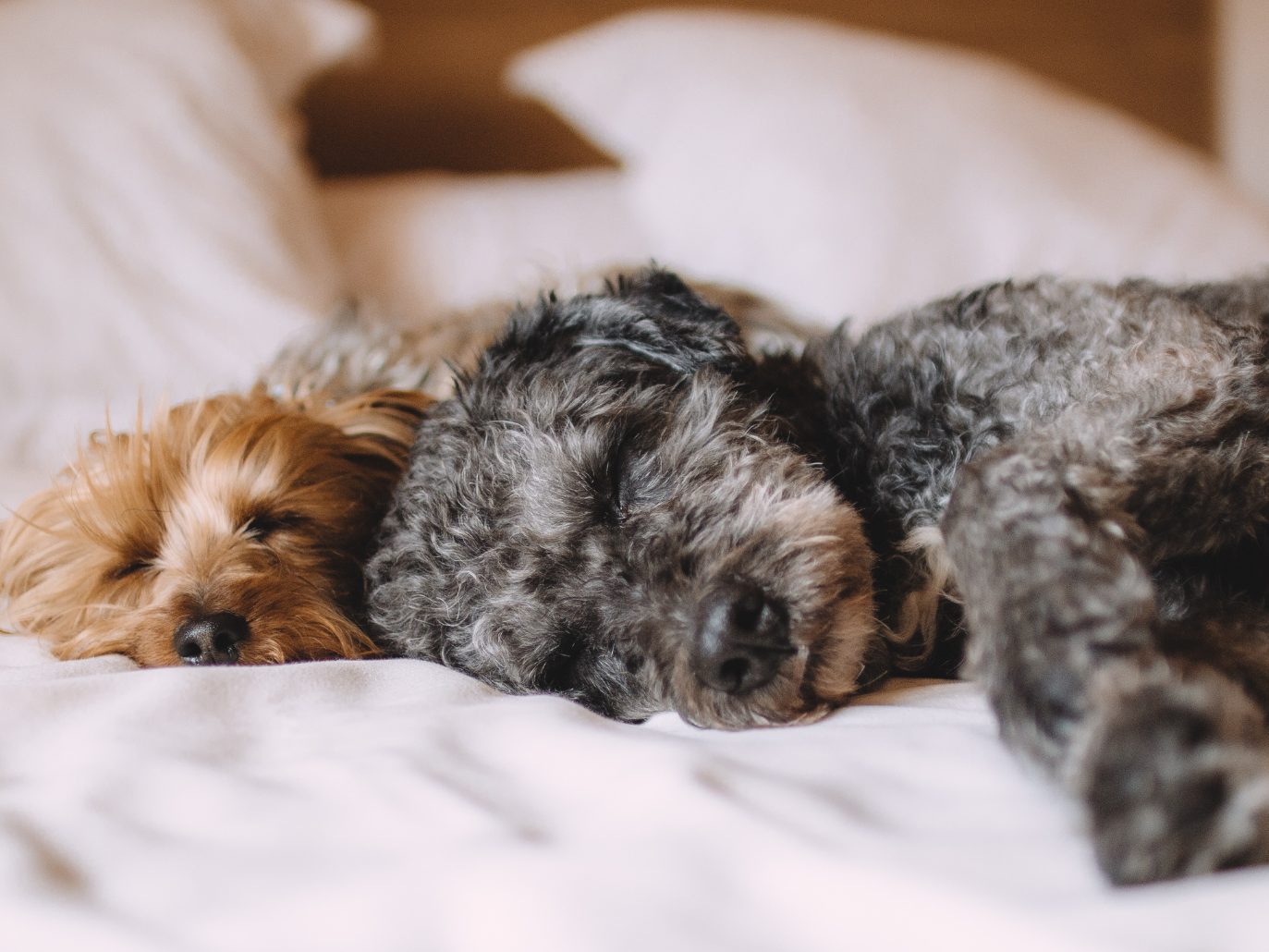 Schläft bei euch der Hund im Bett?