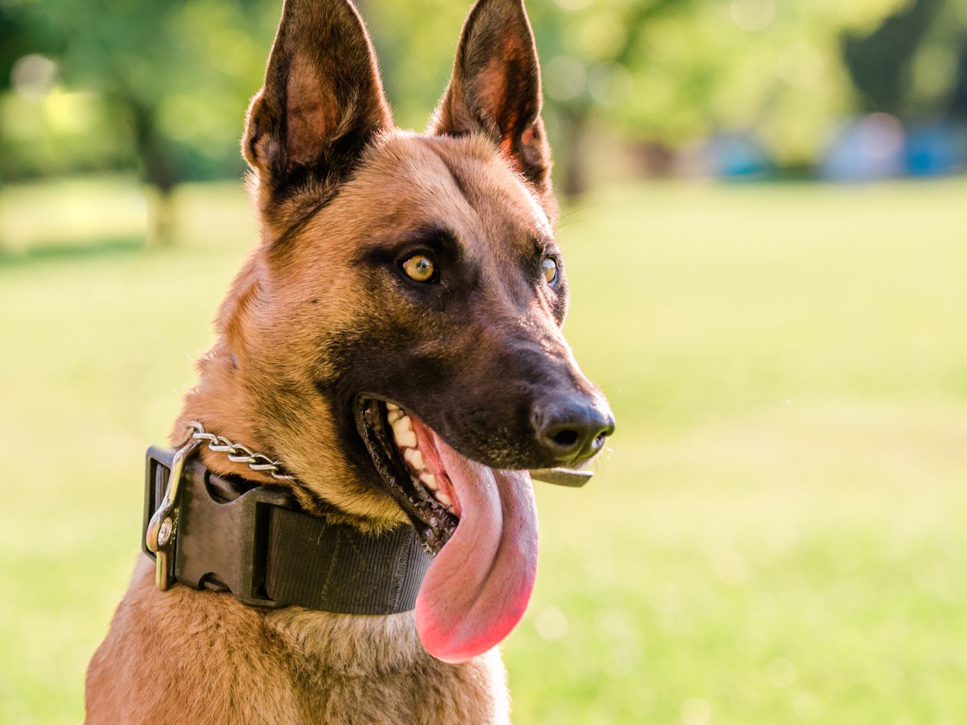 Nach dem Fußballmatch Österreich gegen Türkei soll ein Polizeihund einen Mann attackiert haben. Nach dem Fußballmatch Österreich gegen Türkei soll ein Polizeihund einen Mann attackiert haben.