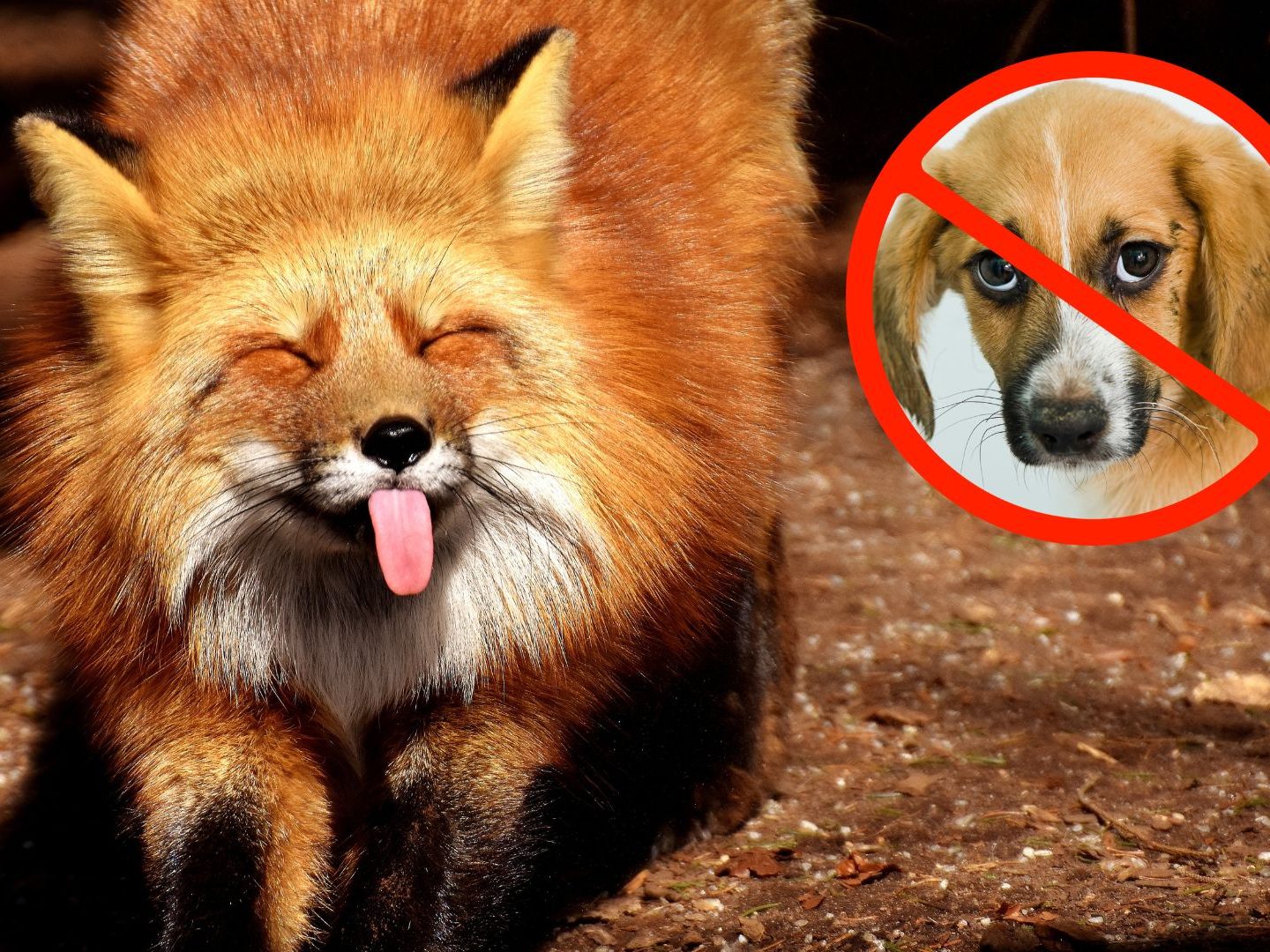 Der Fuchs als bester Freund des Menschen.