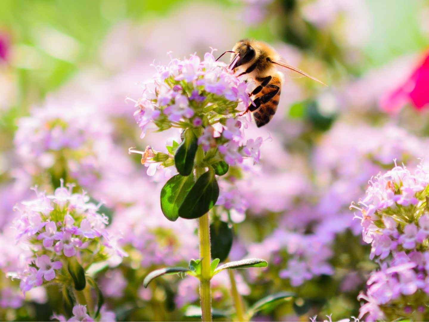 Die Bienenwanderbörse gibt es nun auch in Wien. Die Bienenwanderbörse gibt es nun auch in Wien.