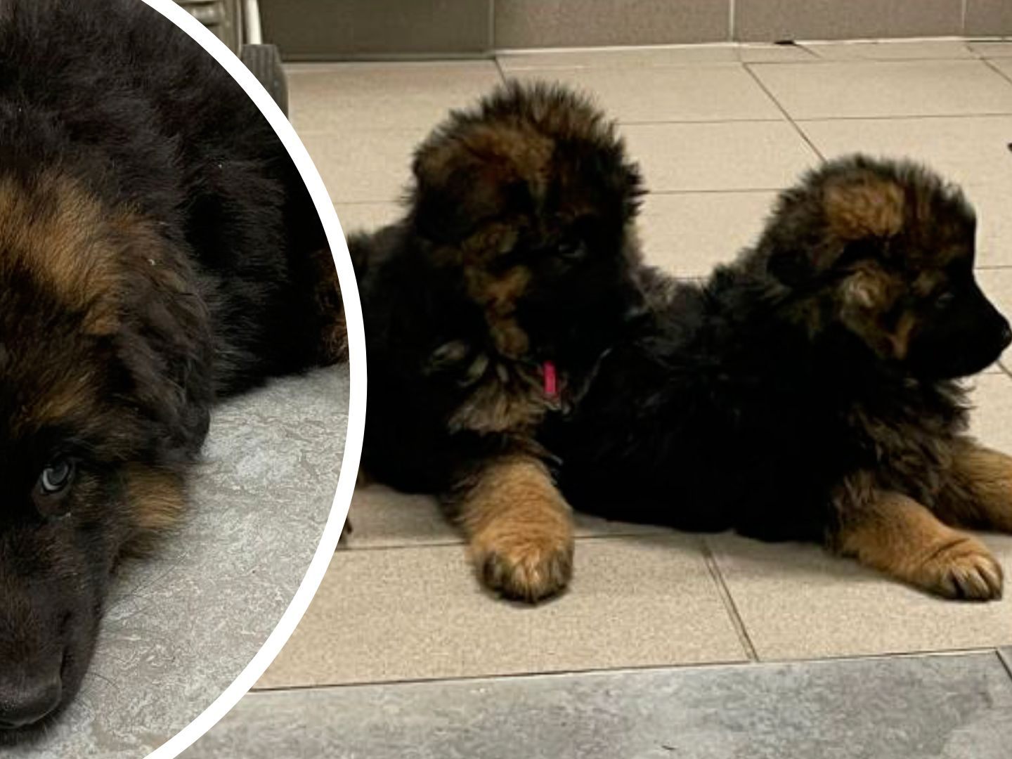 Die Polizei beschlagnahmte zwei Hunde in Wien-Ottakring. Die Polizei beschlagnahmte zwei Hunde in Wien-Ottakring.