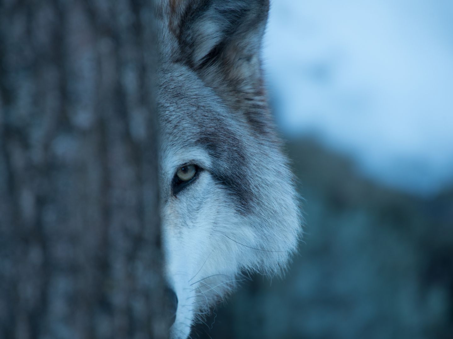 Wer auf einen Wolf trifft, braucht keine Angst zu haben.