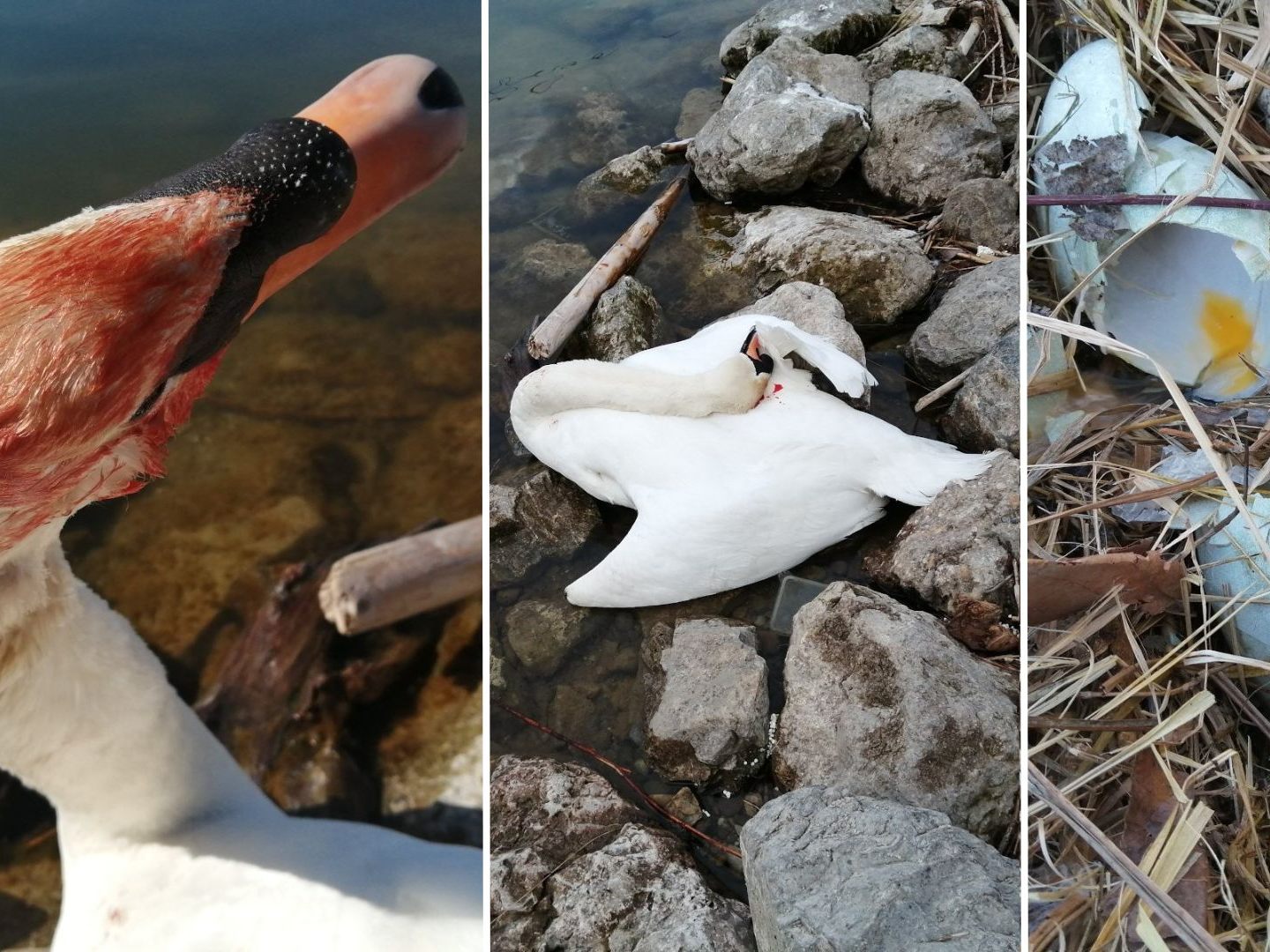 In Wien-Donaustadt wurde ein Schwan beim Brüten erschlagen und das Gelege zerstört.