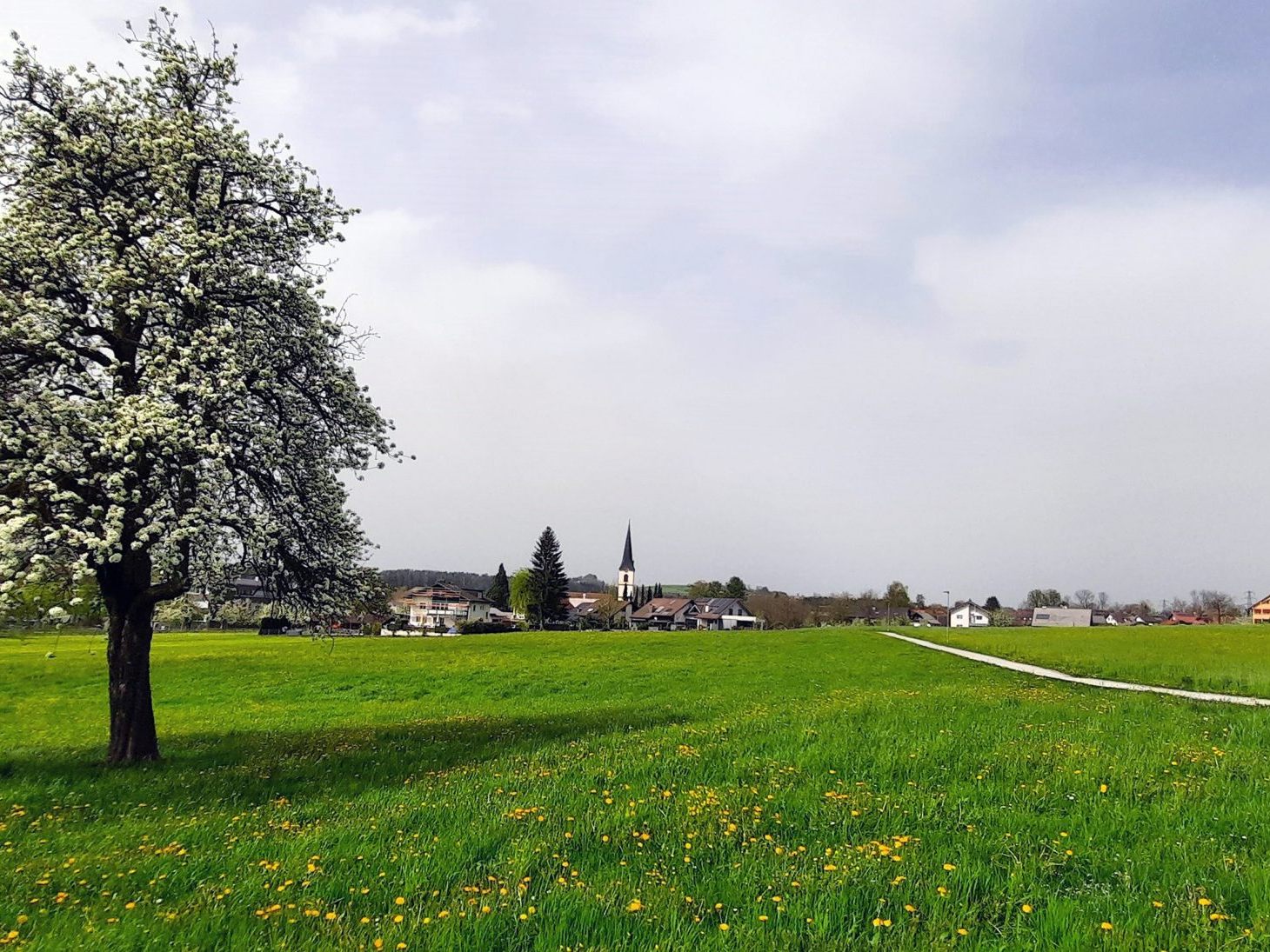 In der Marktgemeinde Hörbranz gibt es mehrere „besonders schützenswerte“ Lebensräume. Dazu gehören auch die Streuwiesen abseits des Zentrums am Pfänderhang.