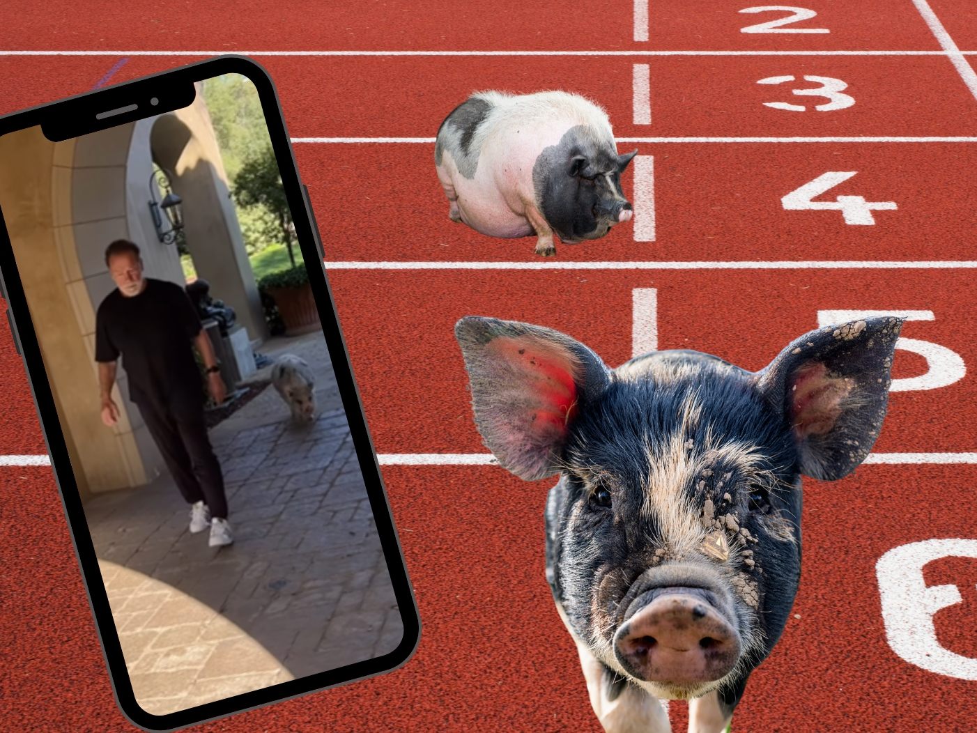 CANVA/TikTok