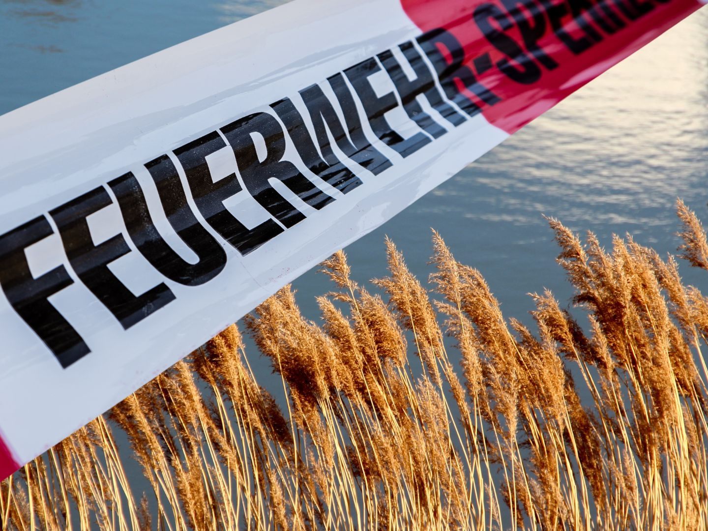 Schilfbrand in Höchst