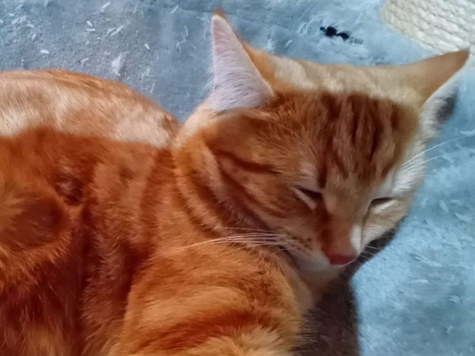 Kater Amadeus wurde in Egg angeschossen.