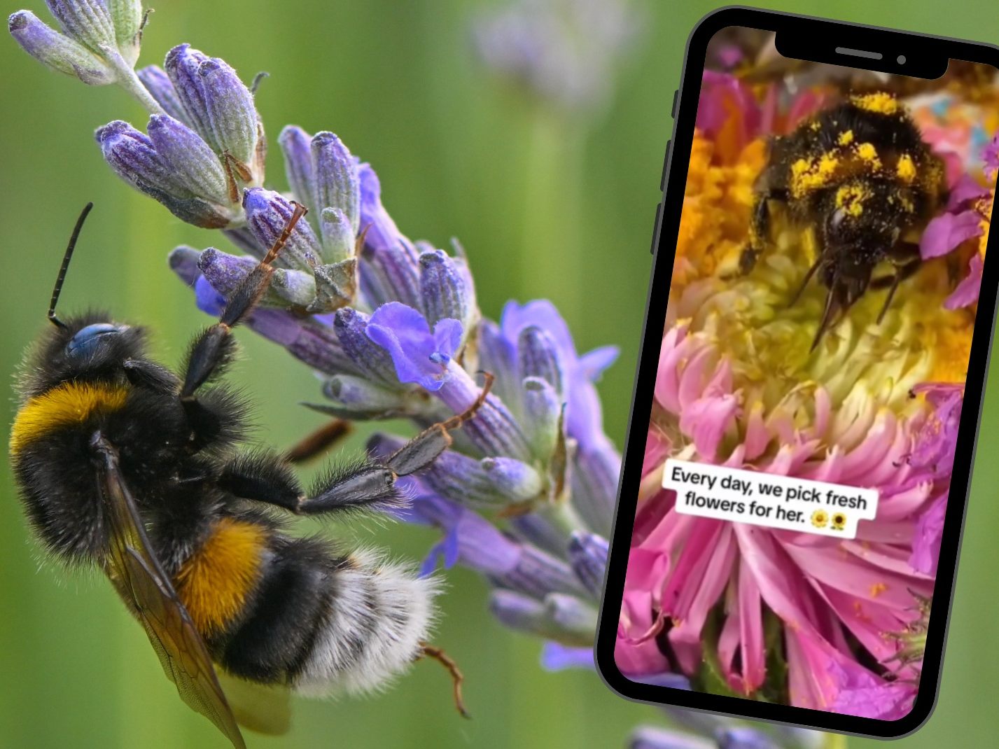 Die Hummel hatte nochmal Glück.