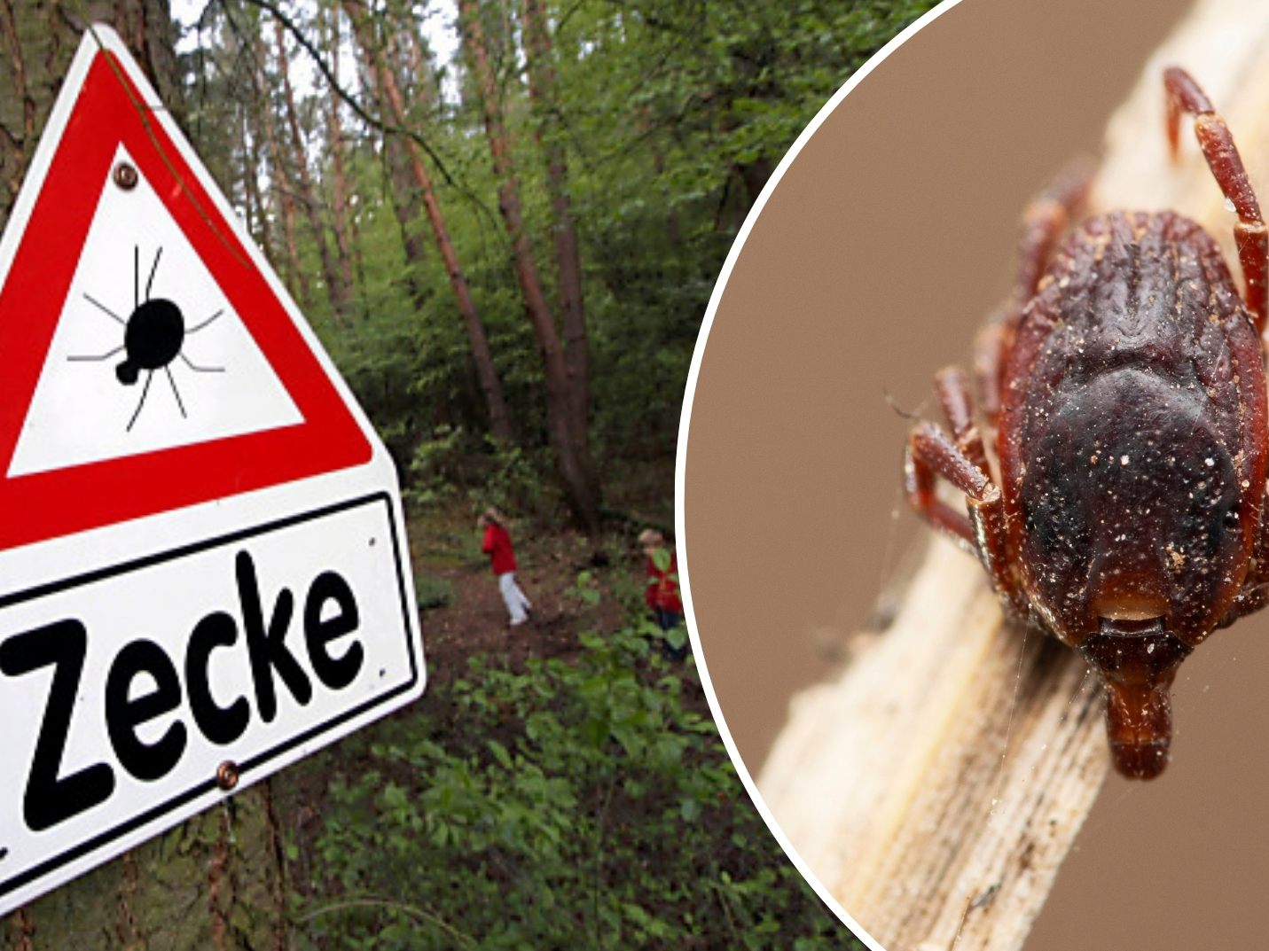 Neue Zeckenart kann Krankheiten importieren