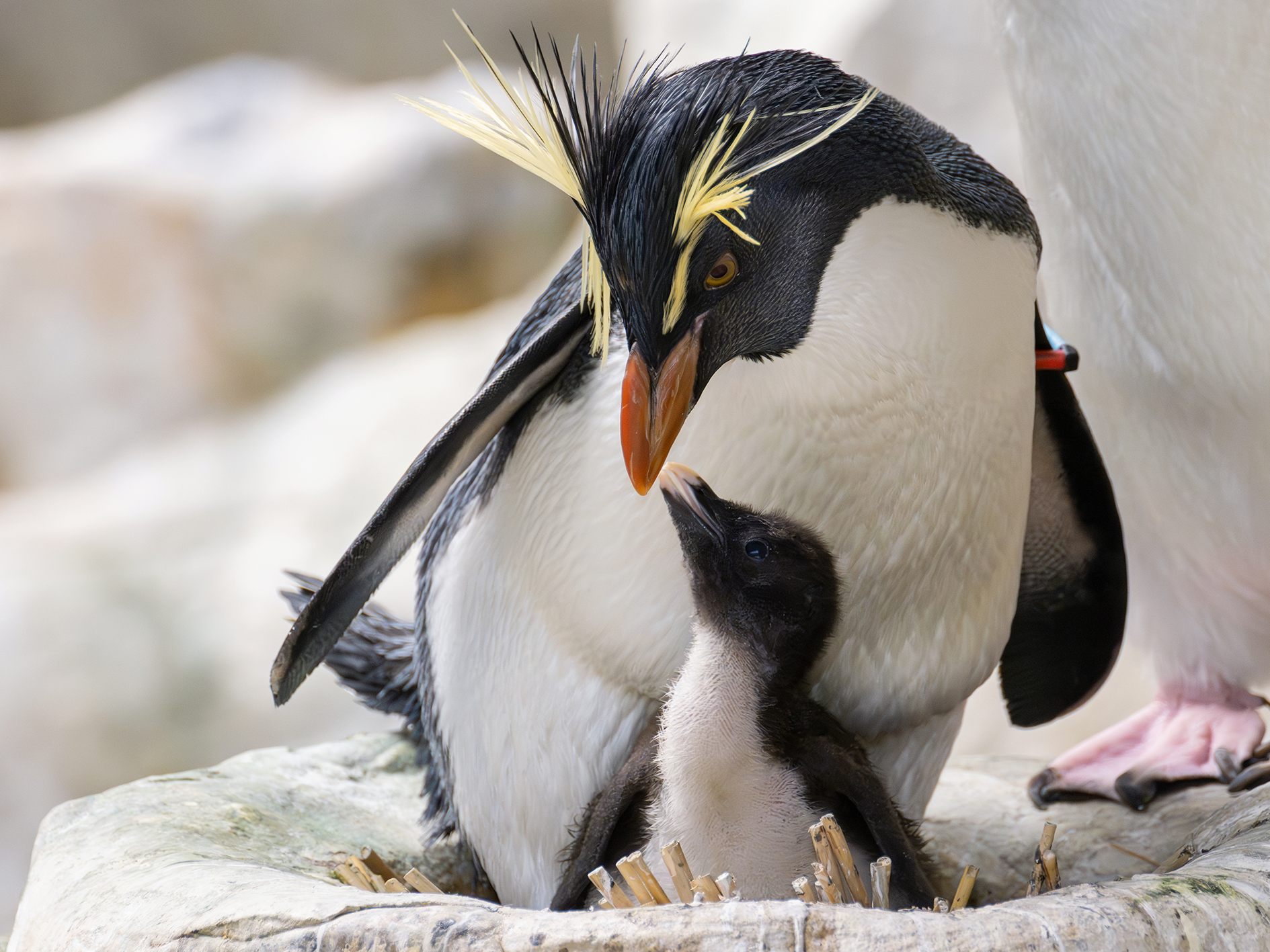 Süßer Pinguin-Nachwuchs im Tiergarten Schönbrunn. Süßer Pinguin-Nachwuchs im Tiergarten Schönbrunn.