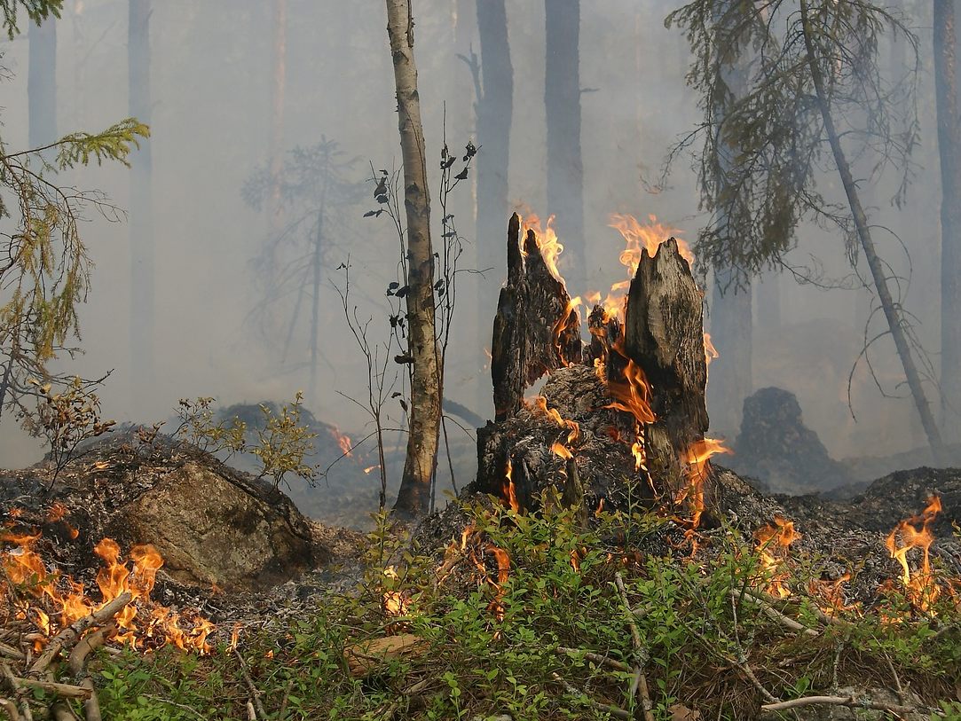 Der Klimawandel lässt auch die Waldbrandgefahr steigen.