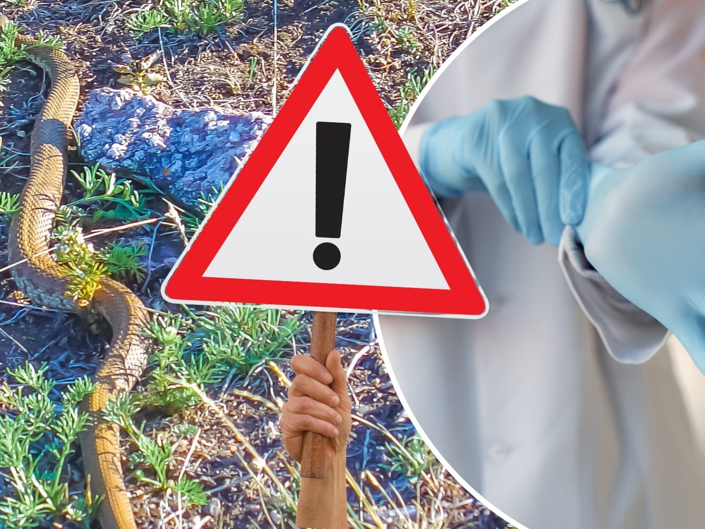 Ärzte in Australien haben Opfer von Schlangenbissen aufgefordert, die Tiere künftig nicht mehr zwecks Identifizierung mit ins Krankenhaus zu bringen. (Symbolbild)