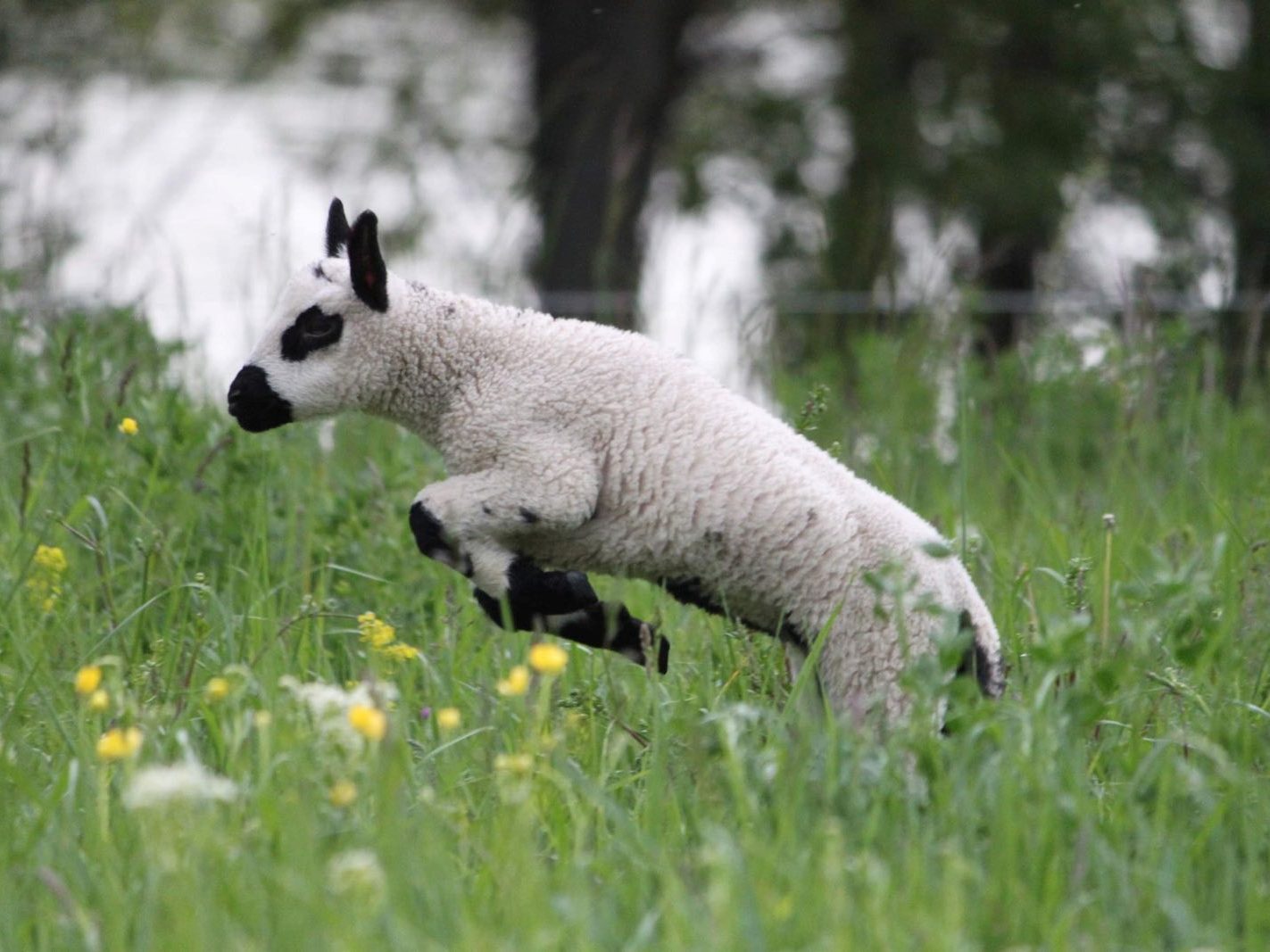Lamm "Flocki" startete mit seinen Insel-Schaf-Kollegen in die Saison 2024. Lamm "Flocki" startete mit seinen Insel-Schaf-Kollegen in die Saison 2024.