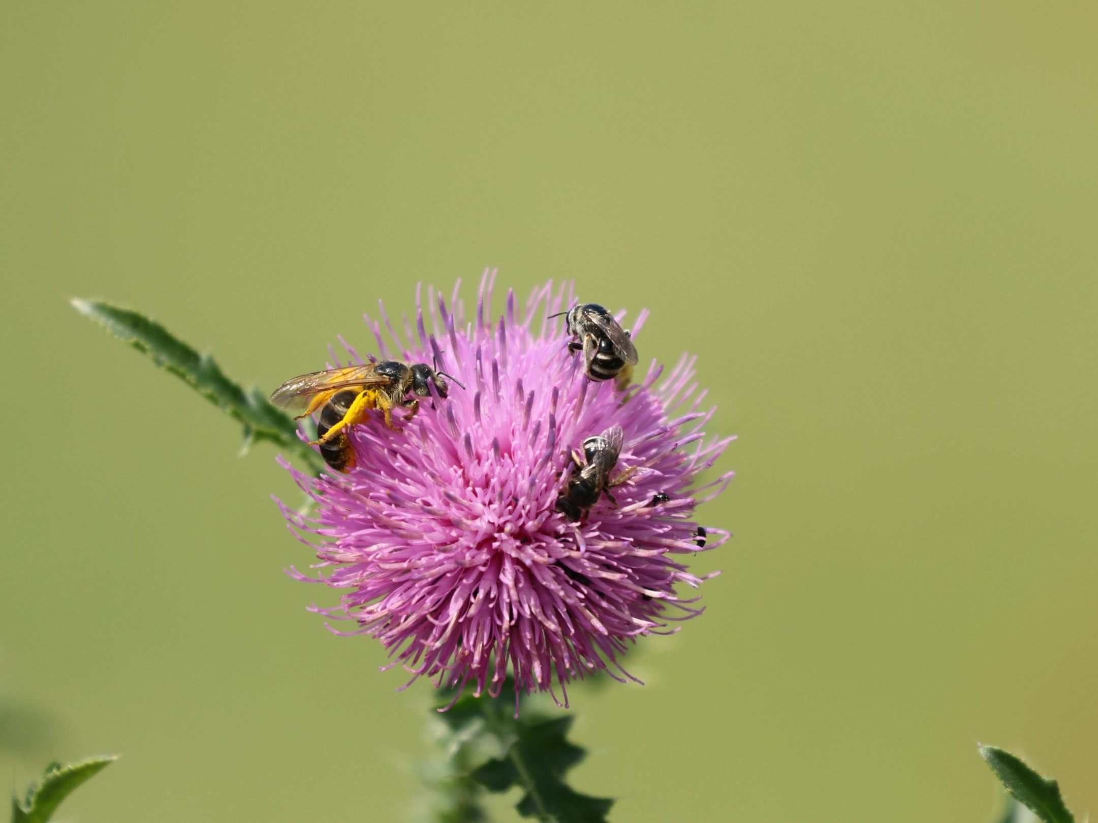 Wien ist die Wildbienenhauptstadt Österreichs. Wien ist die Wildbienenhauptstadt Österreichs.