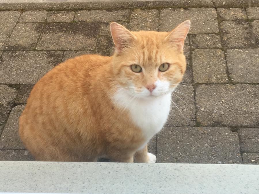 Unser Sammy