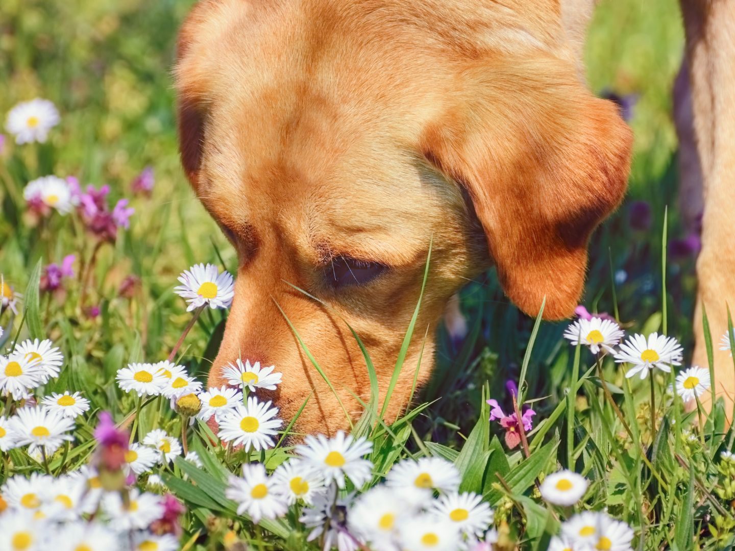 Hunde lernen giftiges Unkraut aufzuspüren.