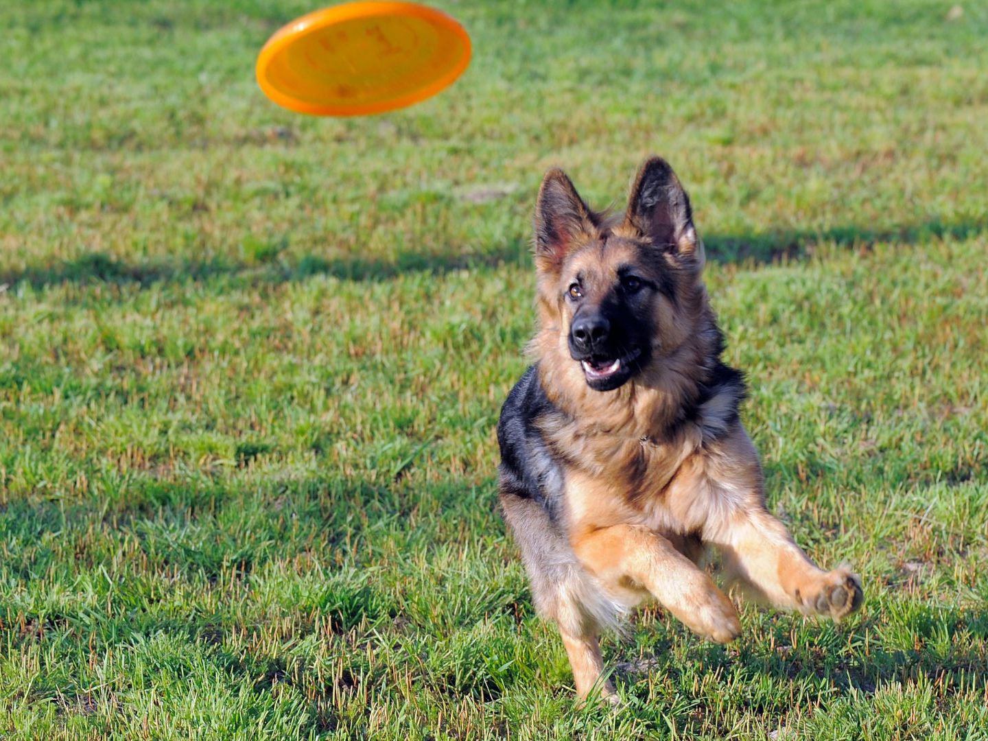 Auch Hunde-Frisbee kann man beim 11. Hundetag in Baden ausprobieren. Auch Hunde-Frisbee kann man beim 11. Hundetag in Baden ausprobieren.