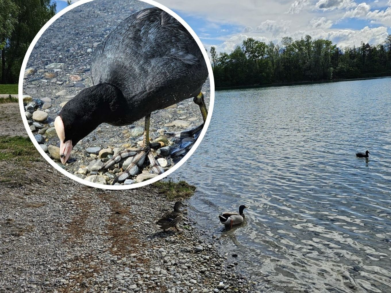 Fotos der Tierschützer zeigen das verletzte Tier. Fotos der Tierschützer zeigen das verletzte Tier.