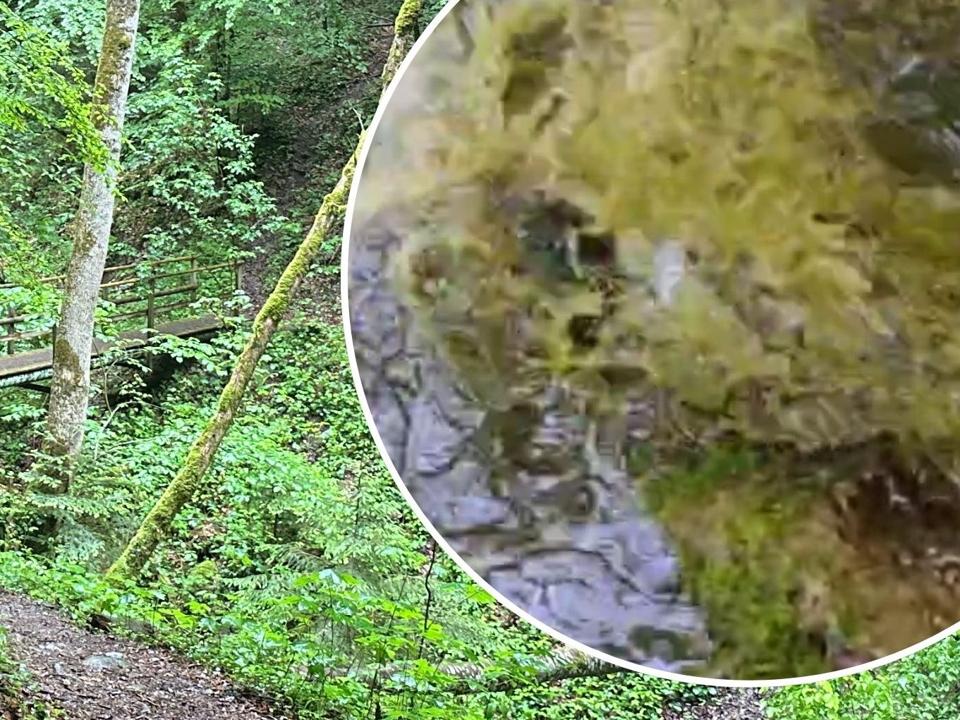 Ein Spaziergänger entdeckte die Gülle im Bach.