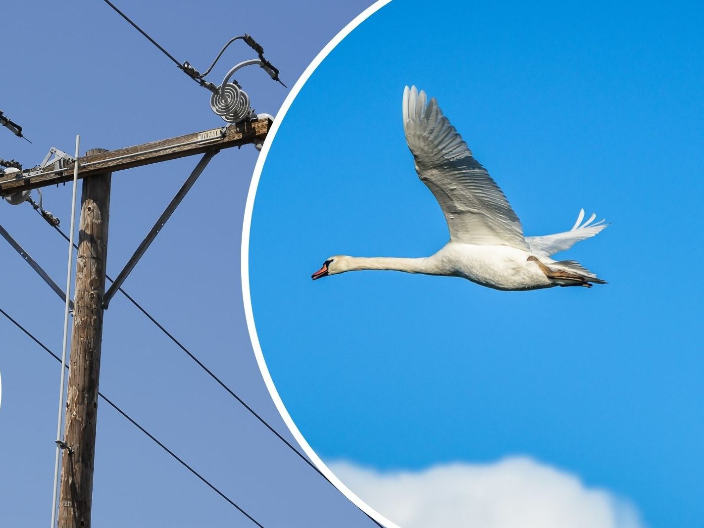 Ein Schwan sorgte erneut für einen Stromausfall im Rheindelta. Ein Schwan sorgte erneut für einen Stromausfall im Rheindelta.