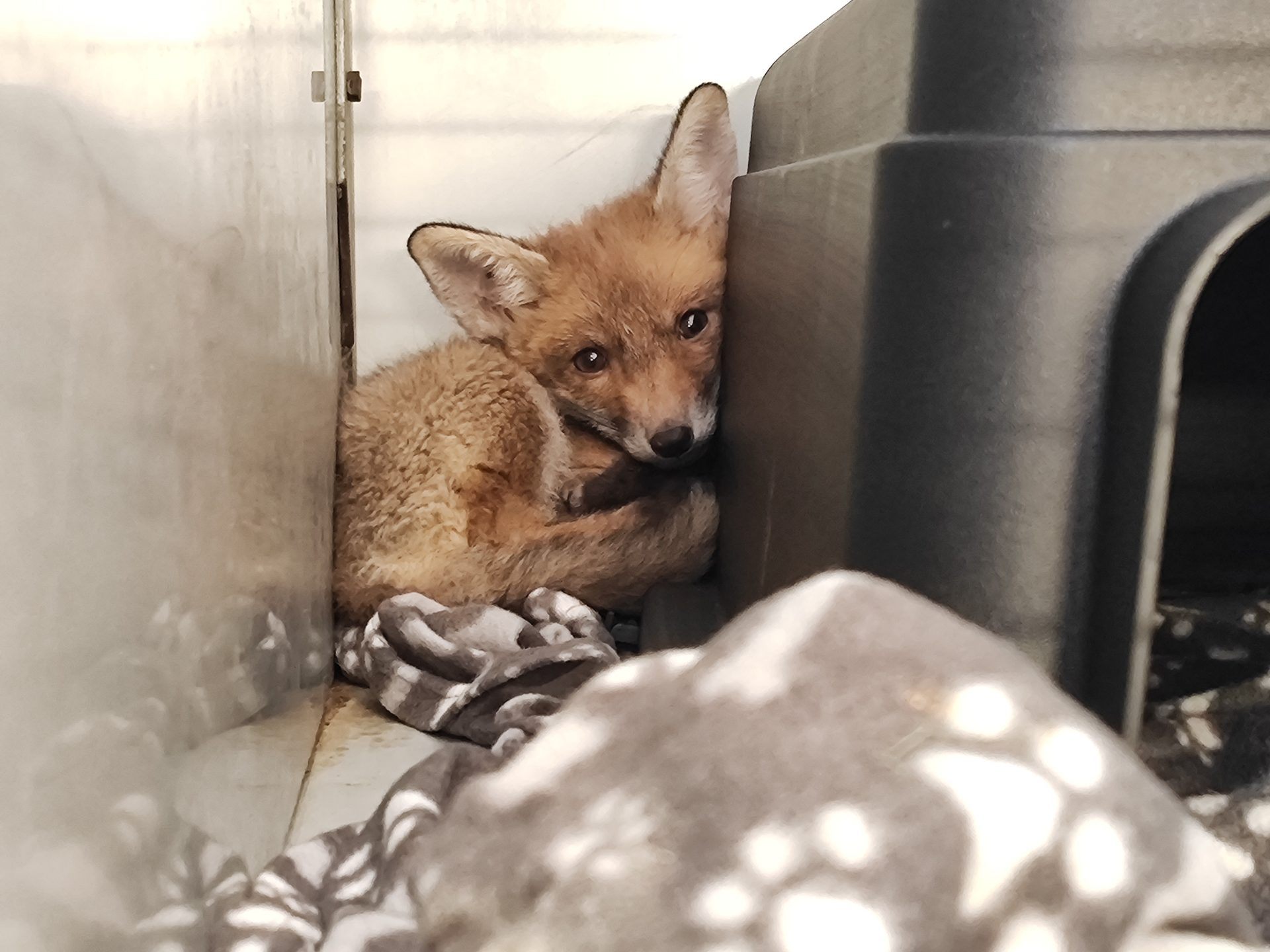 In Wien-Hietzing wurde ein junger Fuchs gefunden. In Wien-Hietzing wurde ein junger Fuchs gefunden.